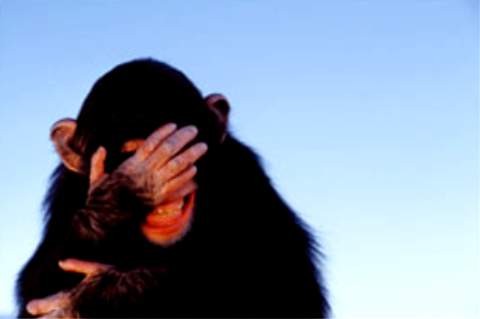 At least the monkey knows when to be embarrassed