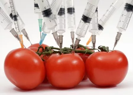 GMO-Feature-Slideshow.jpg