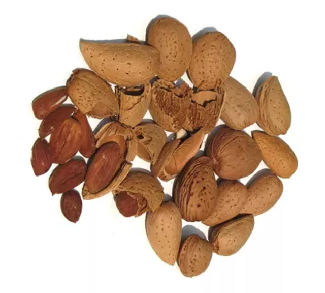 Symptoms nut allergies adults