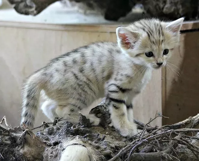 CAT FRIDAY A look back at the adorable baby wild cats born at zoos in