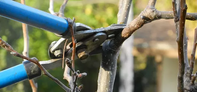 Fruit Tree Pruning 101