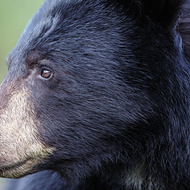 Despite mounting public opposition to Florida&rsquo;s bear hunt, the FWC may approve another &ldquo;harvest&rdquo; next week