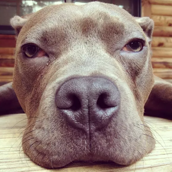 when to get puppy spayed get your spayed or neutered for free this april blogs when to get puppy spayed get your spayed or neutered for free this april blogs