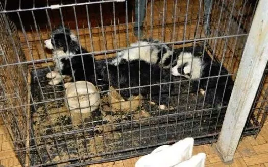 missouri puppy mills missouri dominates humane society list of 101 of the worst puppy mills in u s news missouri puppy mills missouri dominates humane society list of 101 of the worst puppy mills in u s news