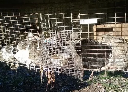 Savannah Cats For Sale St Louis Mo Savannah Cats For Sale St Louis Mo