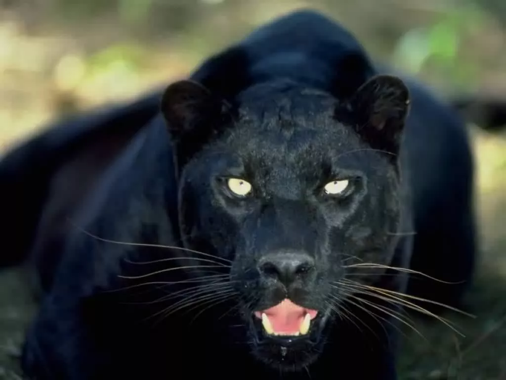 black puma animal pictures