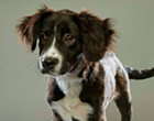 San Antonio Pooches to Play in <i>Puppy Bowl XII</i>