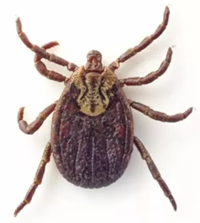 Tick Talk Health + Fitness Seven Days Vermont's Independent Voice