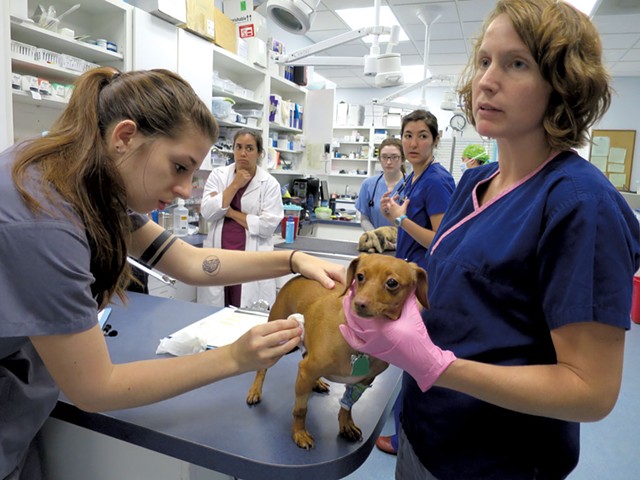 Emergency technicians Keely Doyle and Christina Surprenant doing tests on Luna, a Chihuahua who came in with a gastrointestinal problem - MATTHEW THORSEN