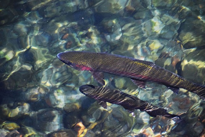 Visitors to the Wizard Falls Fish Hatchery can find a plethora of these sleek swimmers lurking beneath the surface. - ISAAC BIEHL