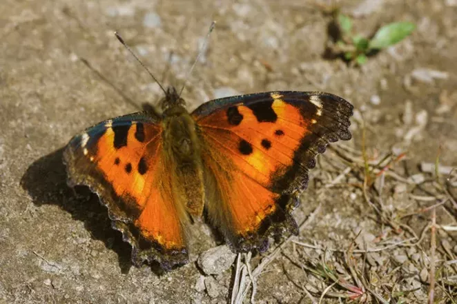 A just emerged California tortoiseshell, Nymphalis californica. - JIM ANDERSON