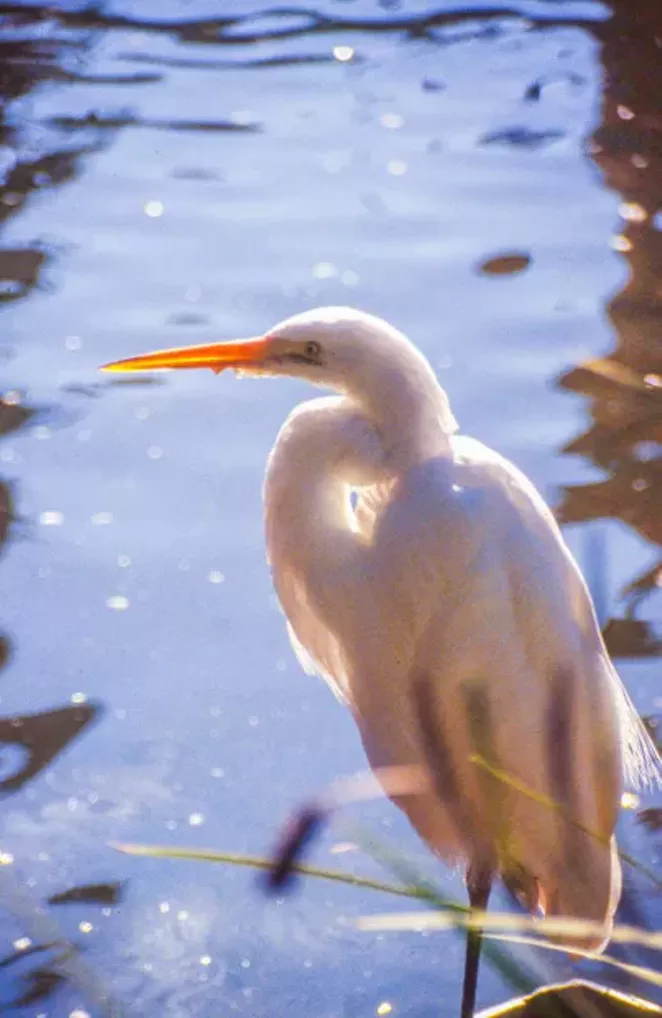 American egret in Silver Lake. - JIM ANDERSON