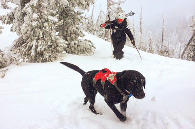 Avalanche Dogs to the Rescue