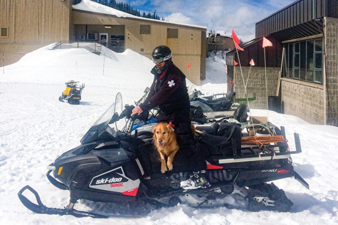 Avalanche Dogs to the Rescue