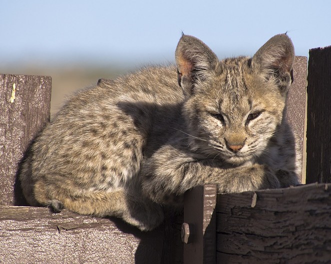 A bobcat kitten, similar to this one, was recently bludgeoned to death in Eugene. - PIXABAY