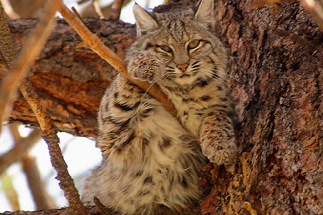 Bobcats may look cute, but they do not make good pets and should be left in the wild. - JIM ANDERSON