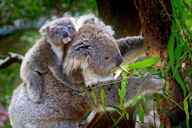 Officials estimate that about one-third of the koala population perished in the Australian wildfires. - PIXABAY