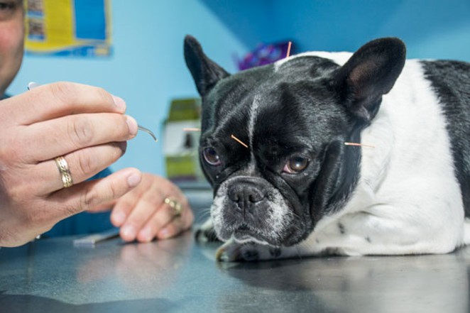 Acupuncture For Dogs?