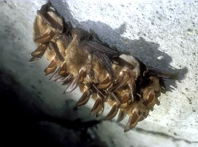 A family of Townsend's big-eared bats. - JIM ANDERSON