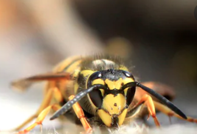 The Asian giant hornet is responsible for roughly 50 deaths worldwide on an annual basis, and has been known to destroy honeybee hives by killing of thousands of honeybees. - SHUTTERSTOCK
