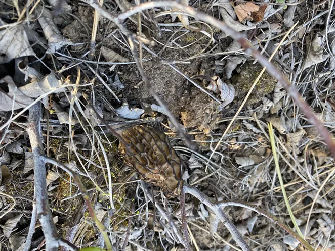 Blending in with the surrounding material on the forest floor. - LISA SIPE