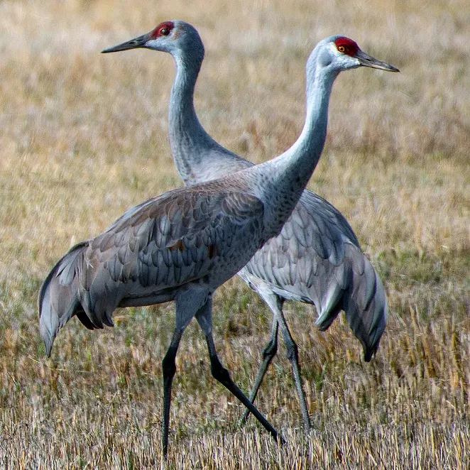 Sandhill Cranes. - GREG BURKE