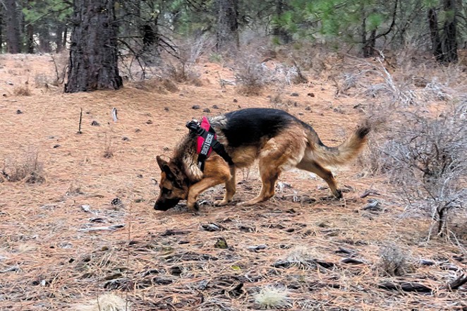 DCSO SAR K9 Hunter is a five-year-old German shepherd nationally certified in both land HRD (human remains detection) and live-area search. - JENNY REINDEL
