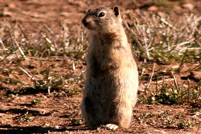 The Belding's Ground Squirrel, whose fleas can carry the bubonic plague. - JIM ANDERSON