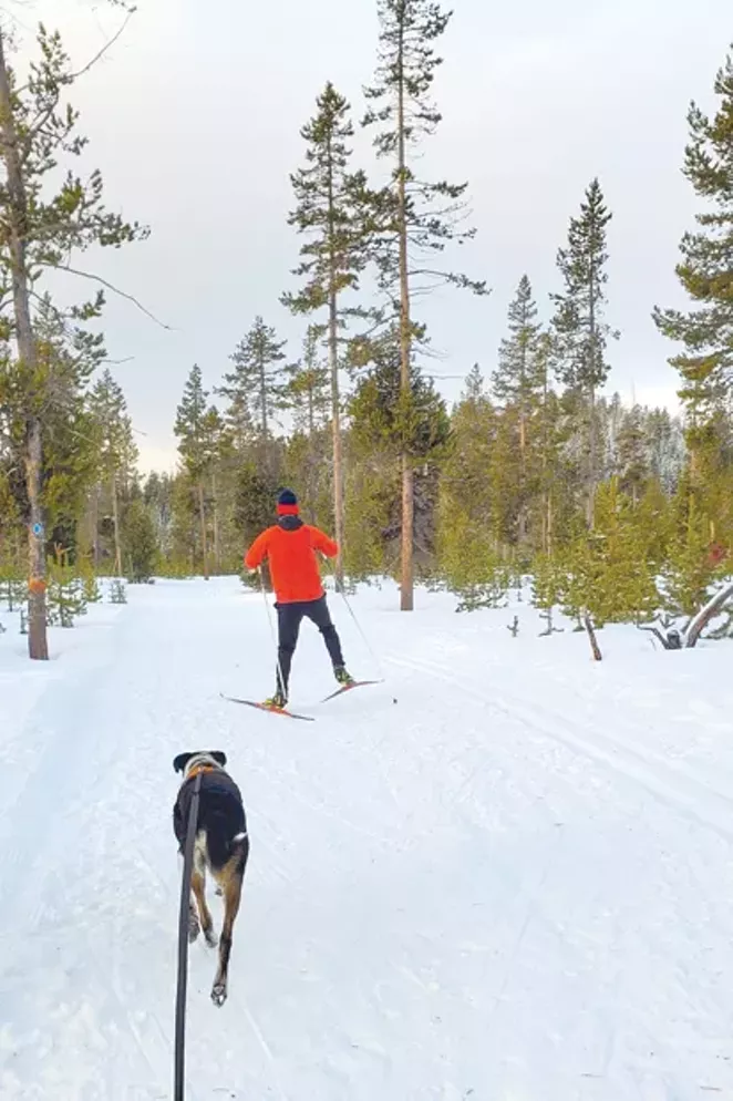 Beans, a local mutt, goes skijoring with Bendite Jamie Dawson. - JAMIE DAWSON