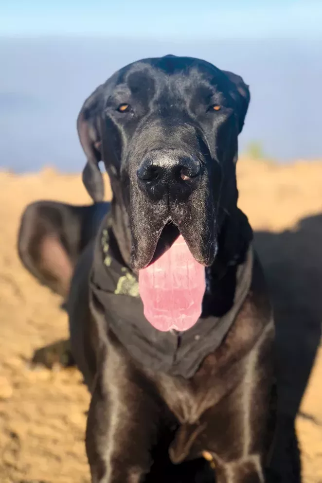 Boris, our runner-up for Best Face for Radio. - SUBMITTED