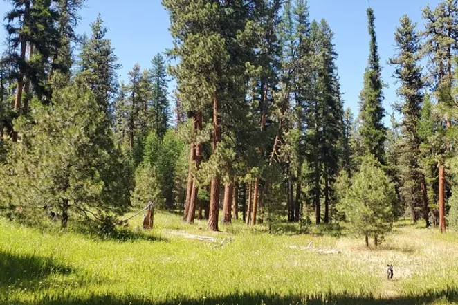 Protecting Pines in the Ochocos