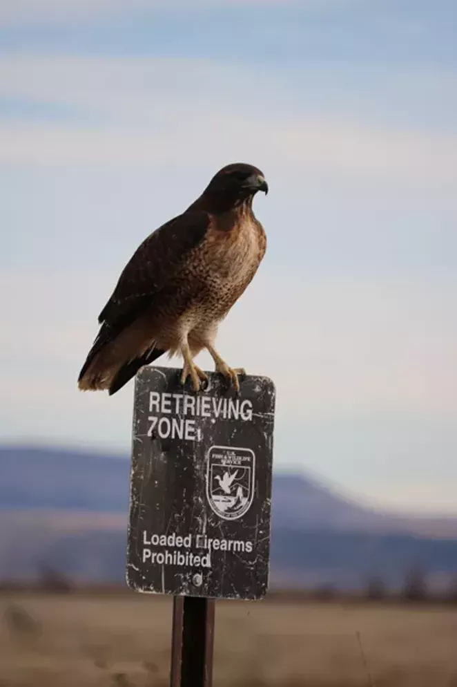A red-tailed hawk pauses atop a sign during its fall migration. - DAMIAN FAGAN