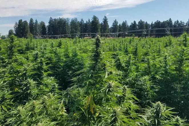 After the Green Rush