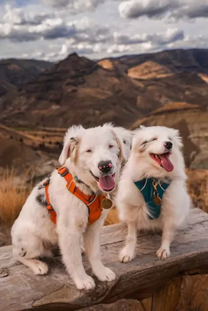 The John Day Fossil Beds boast breathtaking views and interesting history to curious explorers. This post from @luna-exploregoncaptured these two furry visitors in a blissful state at the National Monument site! Share your photos with us and tag us @sourceweekly for a chance to be featured here and as the Instagram of the week in the Cascades Reader. Winners get a free print from @highdesertrameworks! - @LUNA-EXPLOREGONCAPTURED/INSTAGRAM