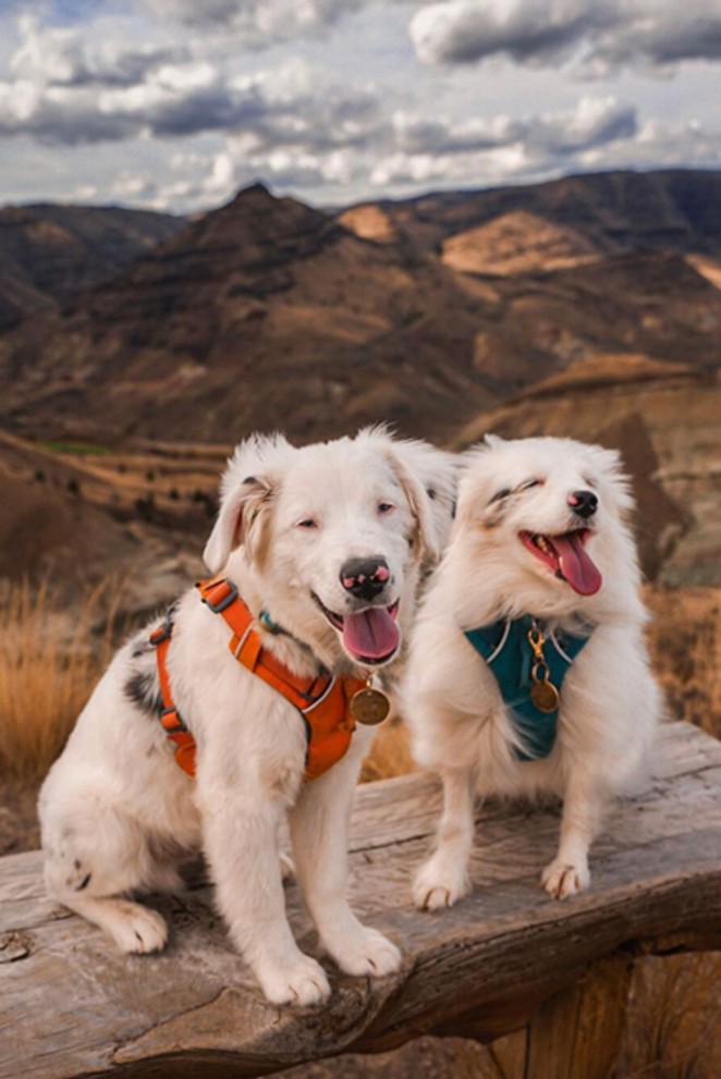 The John Day Fossil Beds boast breathtaking views and interesting history to curious explorers. This post from &#10;@luna-exploregoncaptured these two furry visitors in a blissful state at the National Monument site! Share your photos with us and tag us &#10;@sourceweekly for a chance to be &#10;featured here and as the Instagram of the week in the Cascades Reader. &#10;Winners get a free print from &#10;@highdesertrameworks! - @LUNA-EXPLOREGONCAPTURED/INSTAGRAM