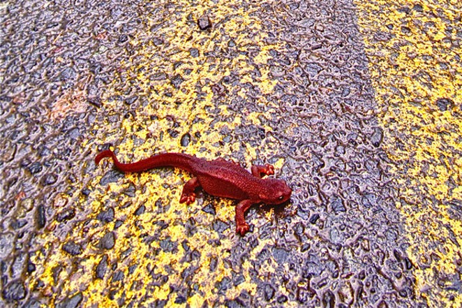 Rough-skinned Newt crossing the McMinneville-to-Coast highway. - AL ST. JOHN
