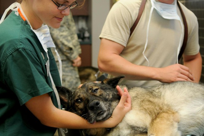 For a couple months of last year, German Shepherd like this may have been out of luck when experiencing a medical emergency. Since then more options have emerged. - SUBMITTED