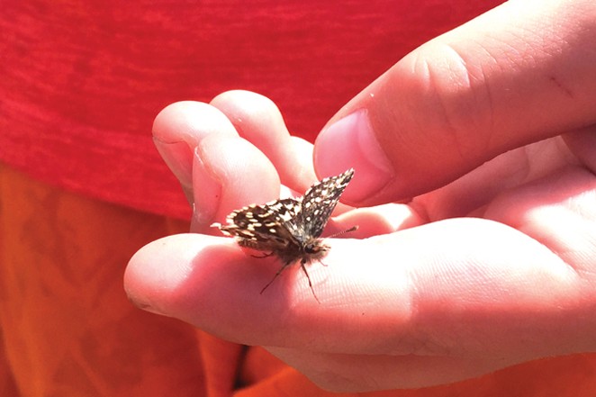 A two-banded checkered skipper rests on a hand at the Metolius Preserve. - COURTESY DESCHUTES LAND TRUST
