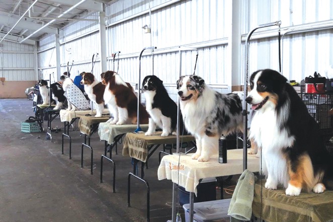 Dogs wait their turn in the grooming area. - DANIELLE SILVERSTEIN