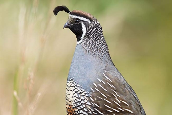 Quail are just one of many bird species that appreciate water during the triple-digit heat.  - WIKI COMMONS