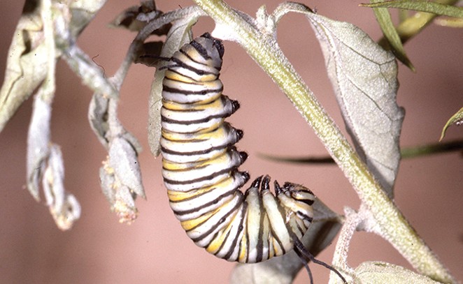 Life history of the Monarch Butterfly, monarch Chrysalis. - JIM ANDERSON