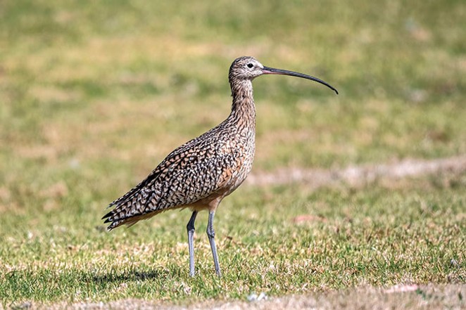 A long-billed curlew. - TOM CRABTREE