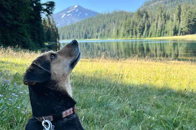 Another day, another dog, and we aren't complaining! Meet Remi who was caught soaking in views at Todd Lake. Thanks for tagging us this week @wisemove1, we look forward to seeing more of your adventures. Don't forget to share your photos with us and tag @sourceweekly for a chance to be featured as Instagram of the week and in print as our Lightmeter. Winners receive a free print from @highdesertframeworks. - @WISEMOVE1,