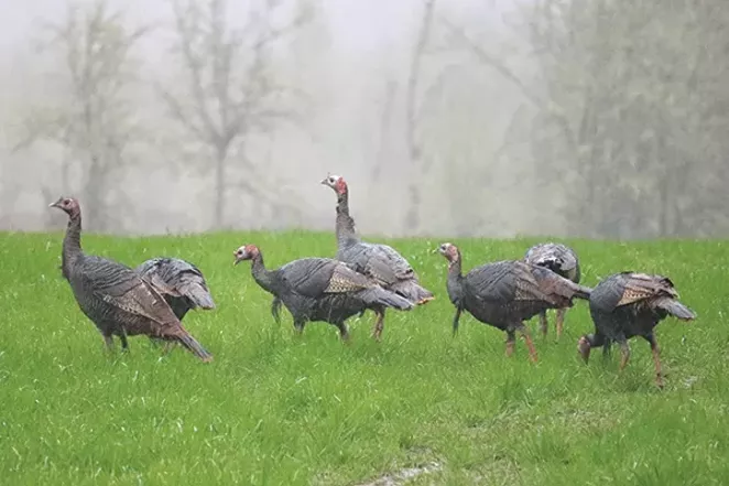 Talking Turkey This Thanksgiving