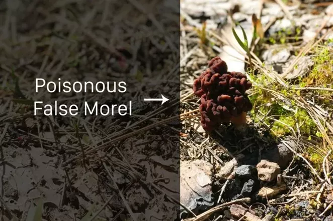 spell how u fluid Hunting