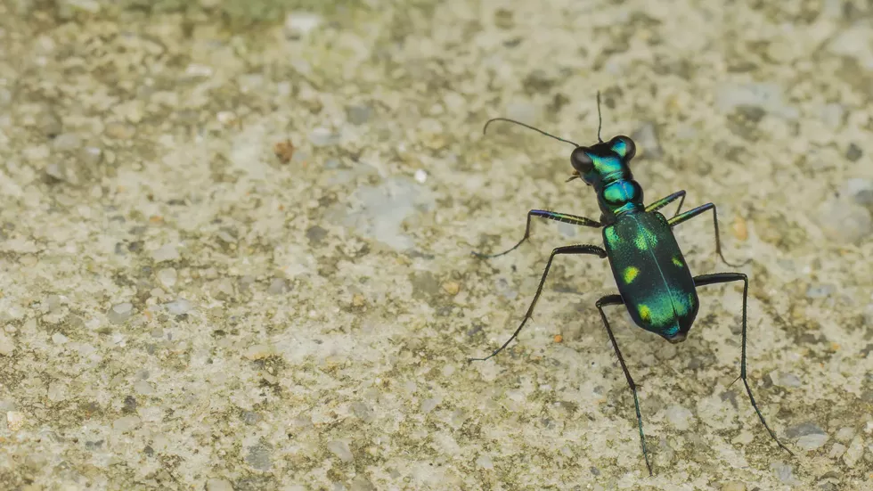Metallic tiger beetle shot in Selangor, Malaysia - ZLENG | FLICKR
