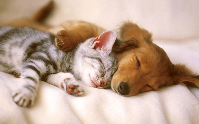 Try not to fall all over yourself. Cuddle pups n kittens in da house. - FLICKR