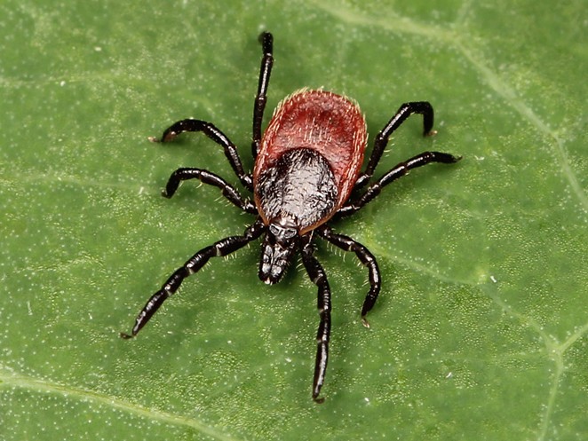 Black legged tick. - SUBMITTED
