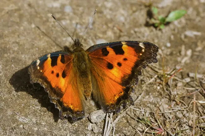 Butterflies, Butterflies and More Butterflies