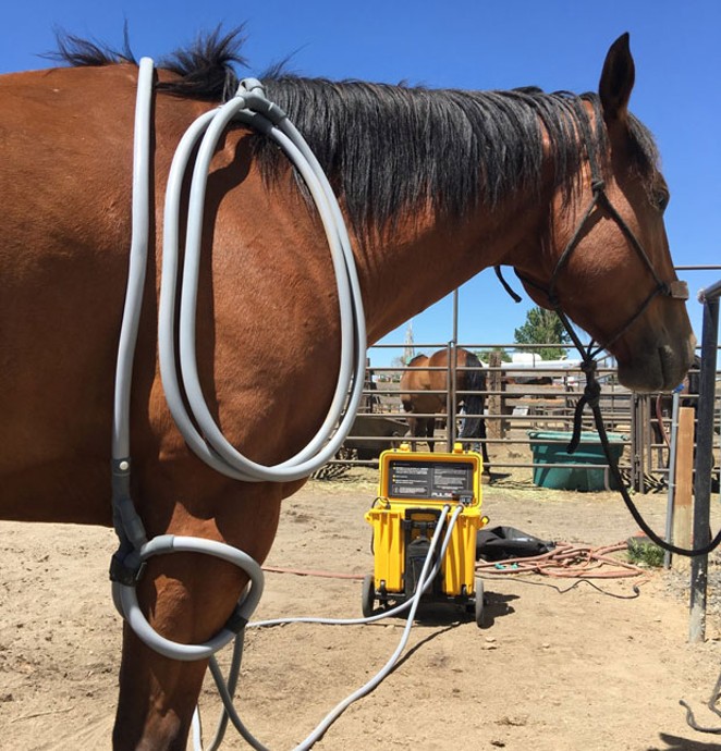 PEMF therapy was first FDA approved for use on horses and can now be used on a variety of animals. - SUBMITTED.